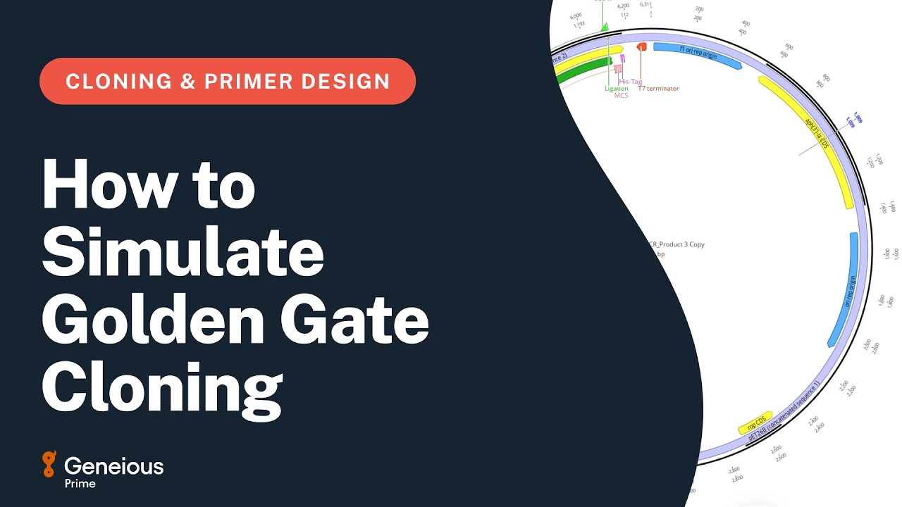 How to Simulate Golden Gate Cloning with Geneious Prime
