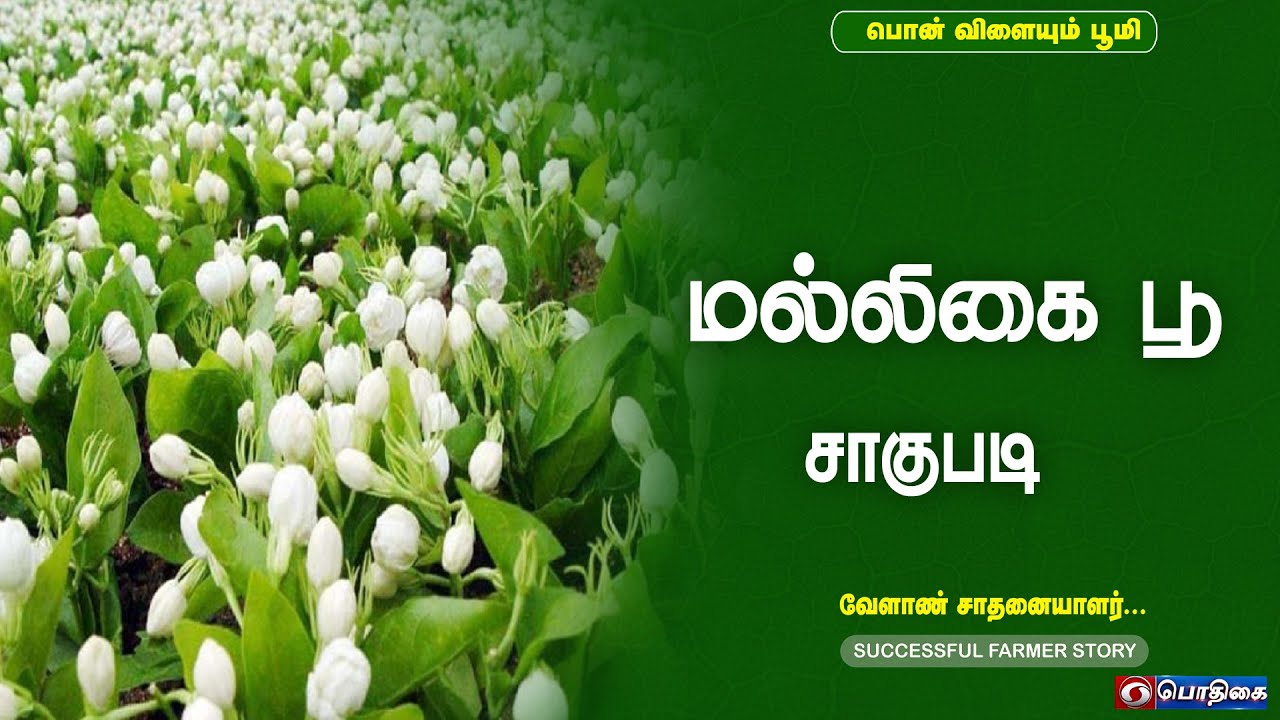 மல்லிகை பூ சாகுபடி  | Successful Farmer Story