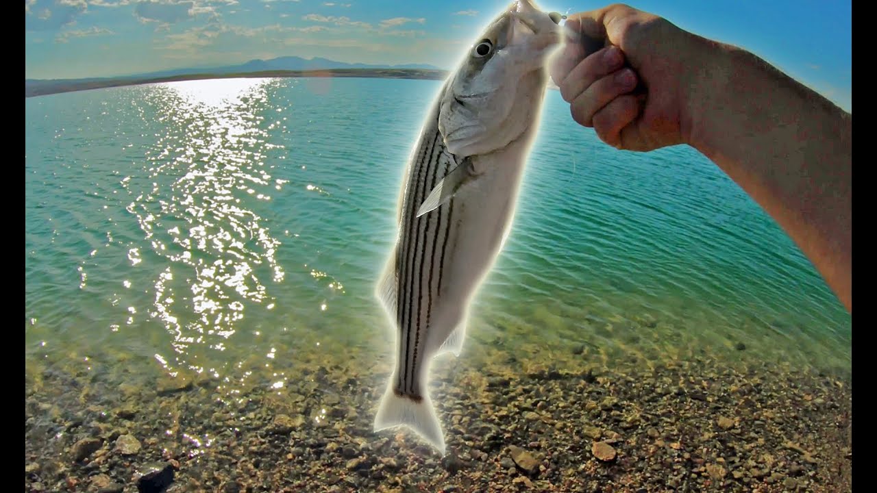 Lake Mead Striper Boils 2021 // Bank Fishing Boxcar Cove