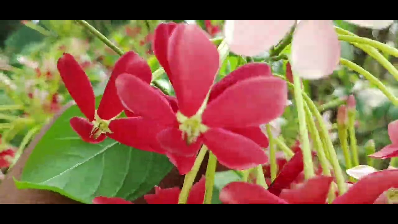 Colourful Flowers Farm #asmr 