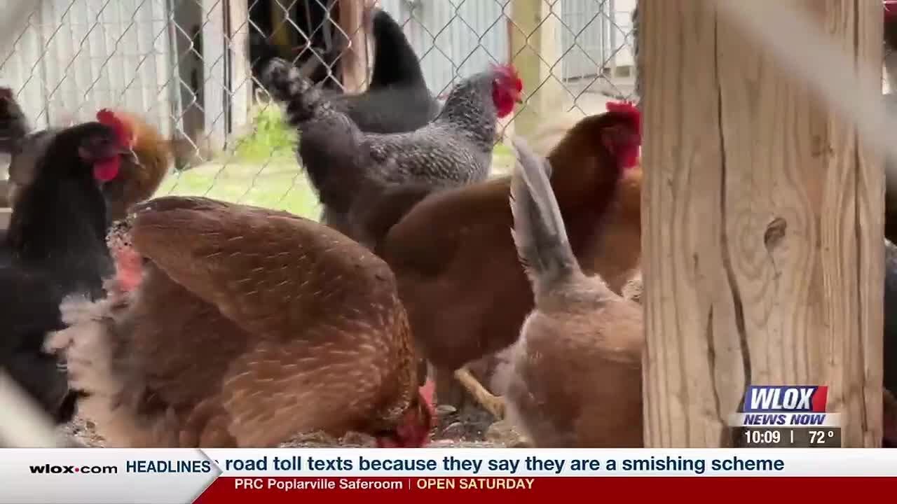 More turn to backyard chickens amid rise of egg prices