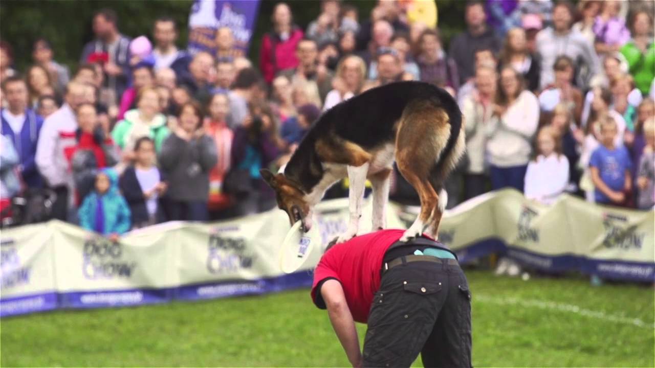 Dog Chow Disc Cup - Finał 2013, Warszawa