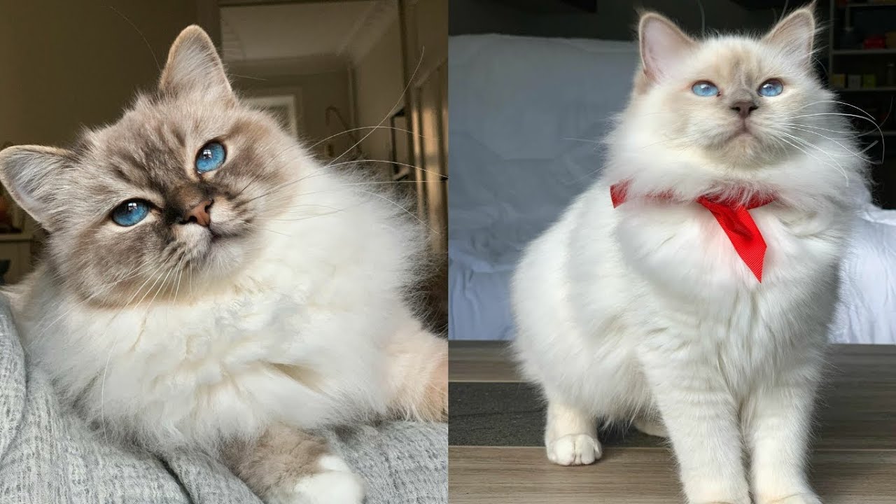 BIRMAN CATS 2021