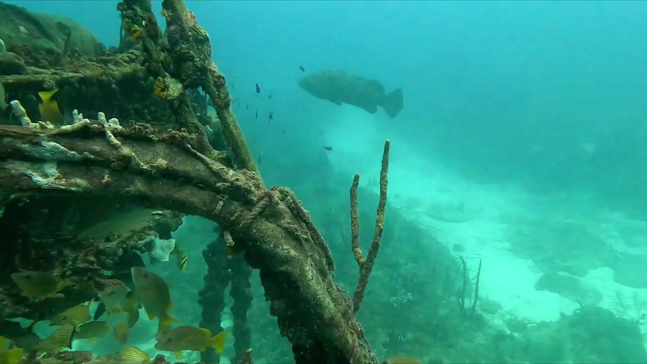 Conch Reef FL. January 2026