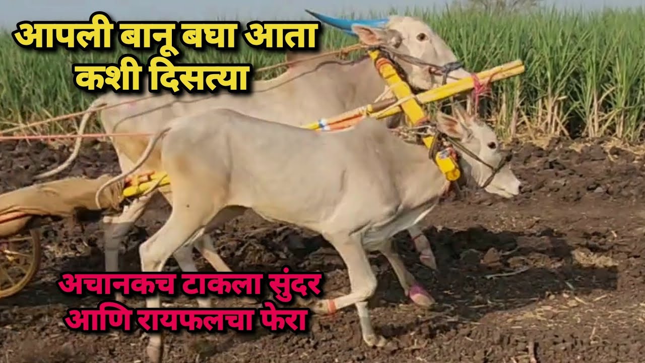 अचानकच टाकला सुंदर आणि रायफलचा फेरा 🥰 आपली बानू बघा आता कशी दिसत्या | Bailgada Sharyat |