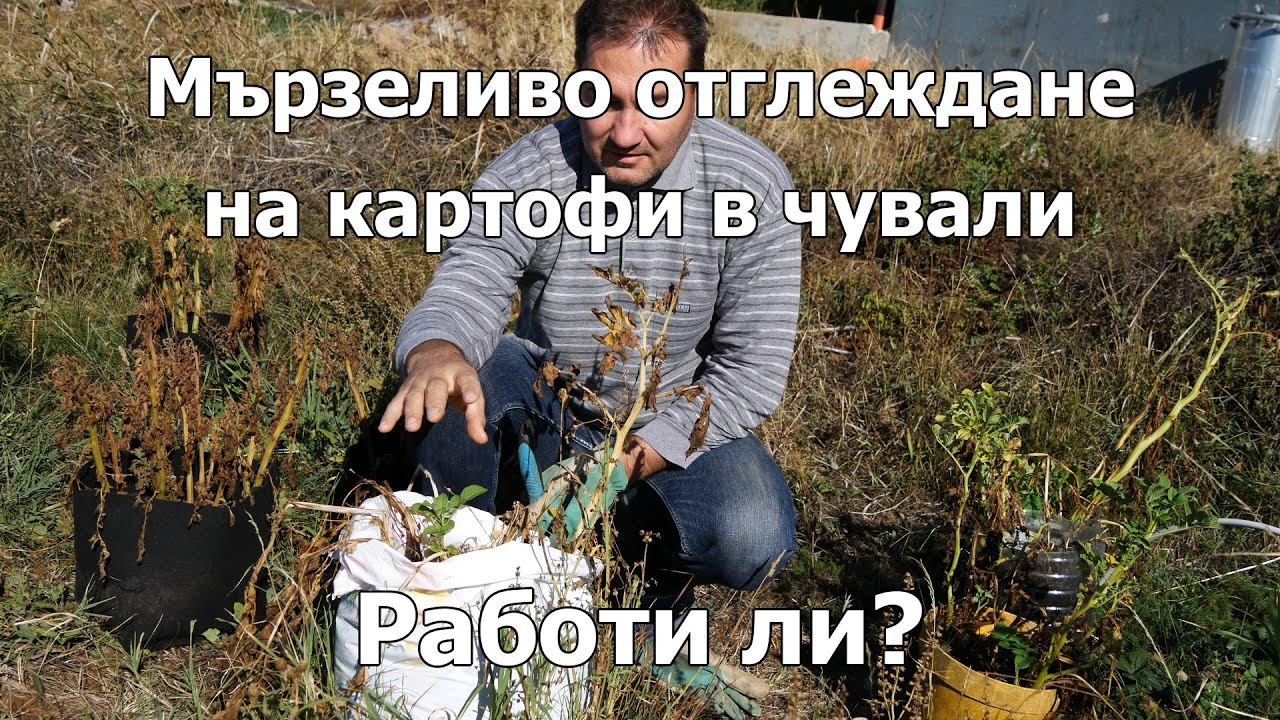 Мързеливо отглеждане на картофи