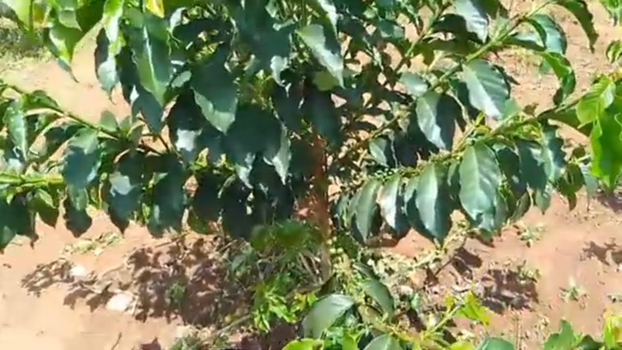 Experience the BEST of Arabica Coffee Farming in Kenya with Silvercrest Farms