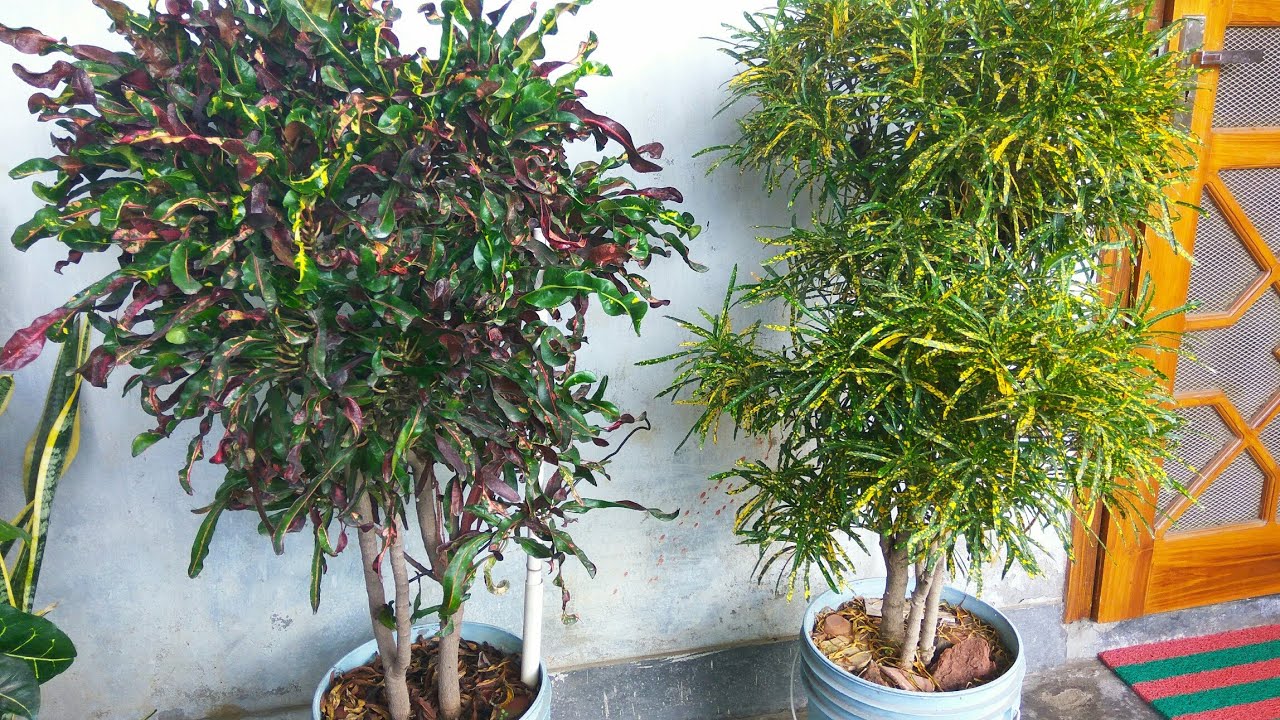 CROTON adds color to your garden: grow and care info