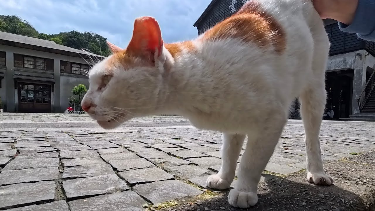 Больше, чем перекусы, он жаждет теплого прикосновения 💕