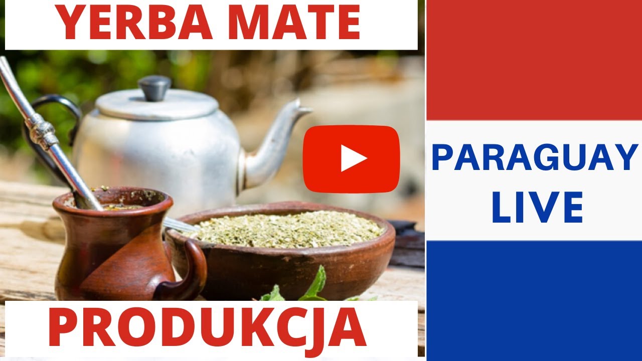 Produkcja Yerba Mate Paragwaj | Jak produkuje się i jak rośnie ekologiczna Yerba Mate w Paragwaju