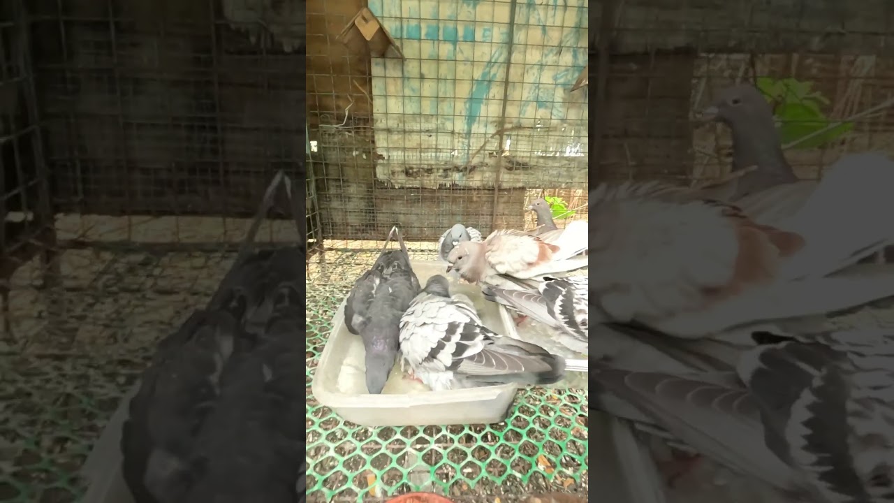 pigeon management#pigeonracing #pigeon