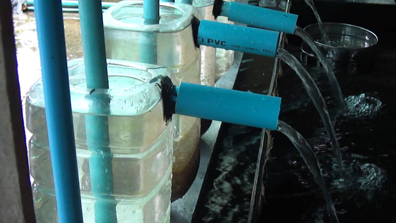 Tilapia hatcheries(RUA).MP4
