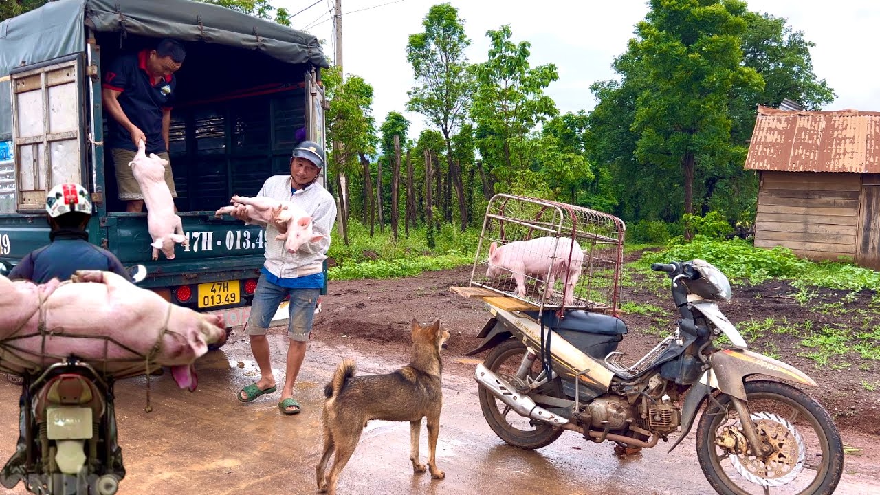Sơn brought more piglets to the farm before selling the adult pigs - BiBi is very curious