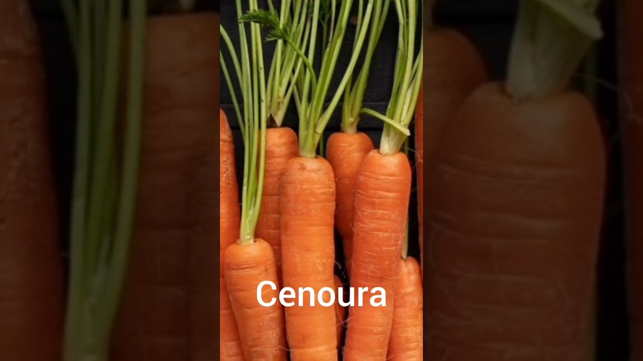 plantas e hortali&ccedil;as me apresenta os p&eacute;s de cenouras #plantas