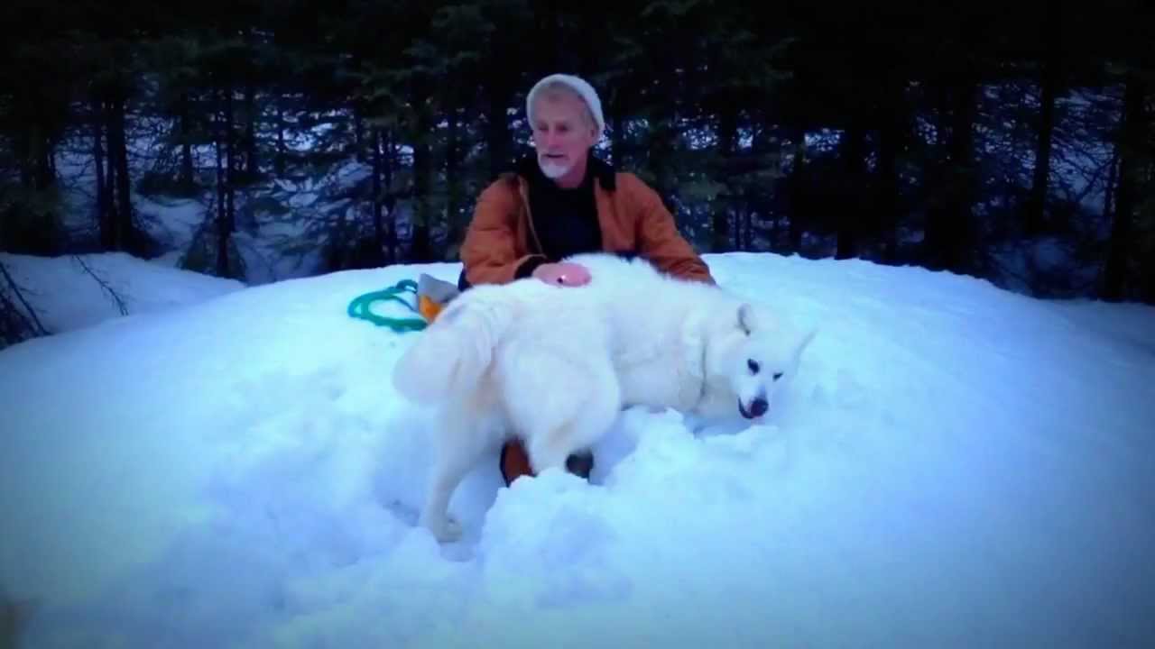 Canadian Eskimo Dog - A True Omega 3 Animal