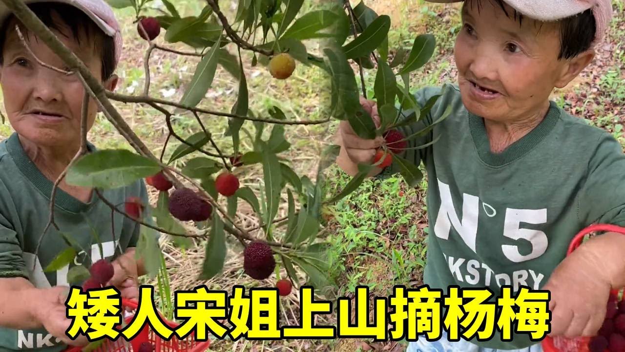 山上的杨梅熟了。矮人宋姐上山摘杨梅，带回家给母亲品尝！#农村生活#袖珍人