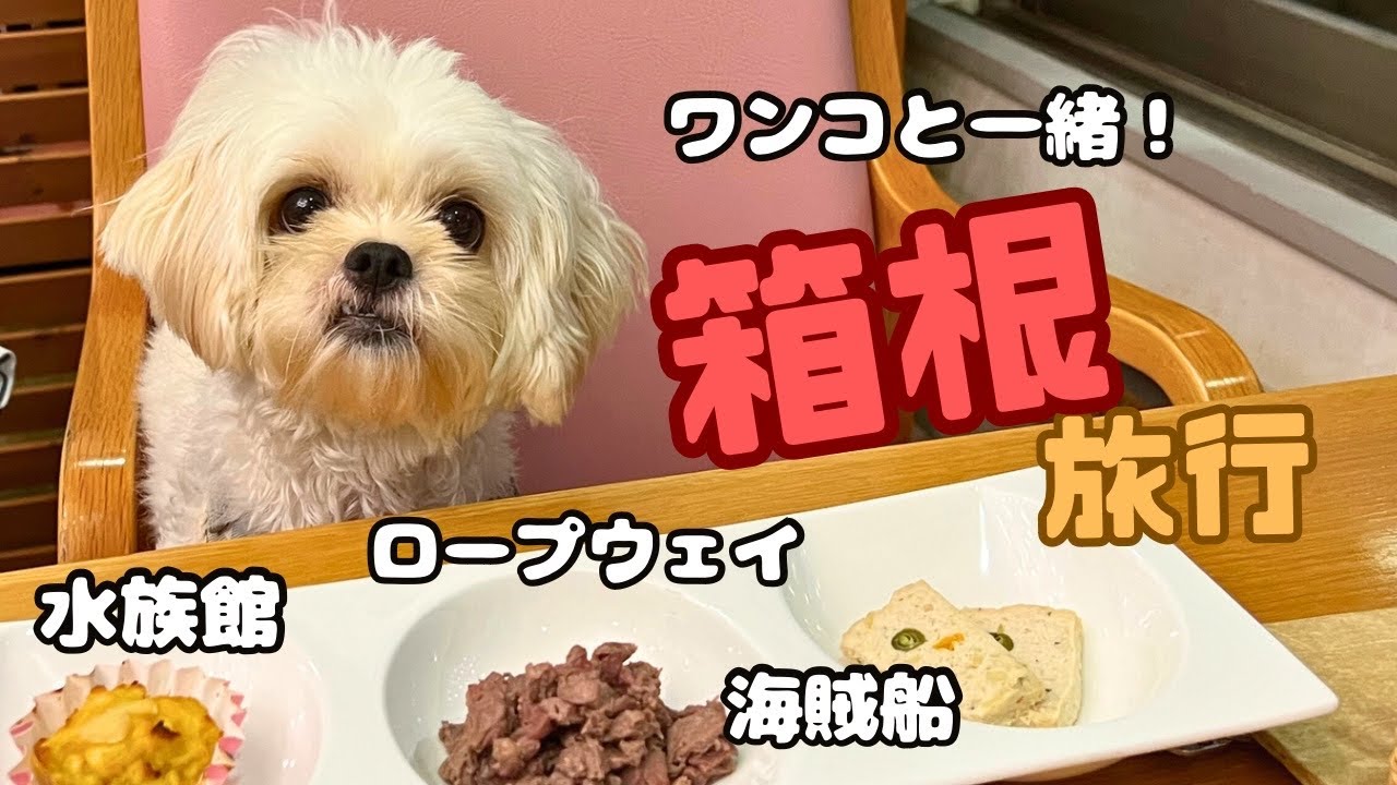 【犬と旅行】箱根が犬連れに優しすぎた！乗り物に沢山乗ってゆったり温泉旅行。