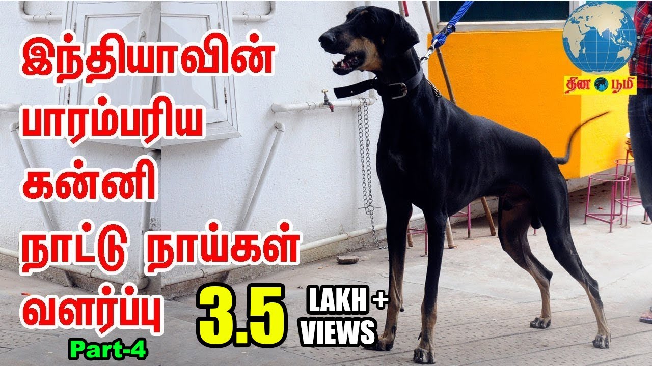 Kanni | இந்தியாவின் பாரம்பரிய நாட்டு நாய்கள் வளர்ப்பு | Indian Dog Breed Lover
