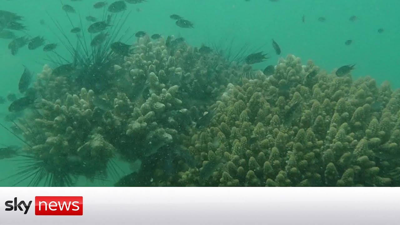 Climate change: Thailand scientists perform 'coral IVF'