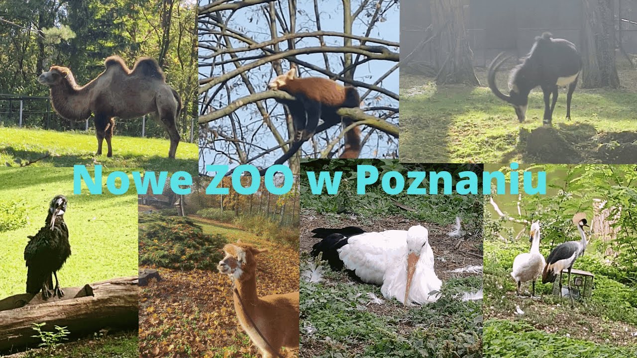 Nowe ZOO w Poznaniu. Niedźwiedź brunatny.