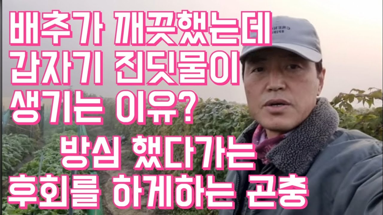 배추에 진딧물이 생기는 이유와 대책은?