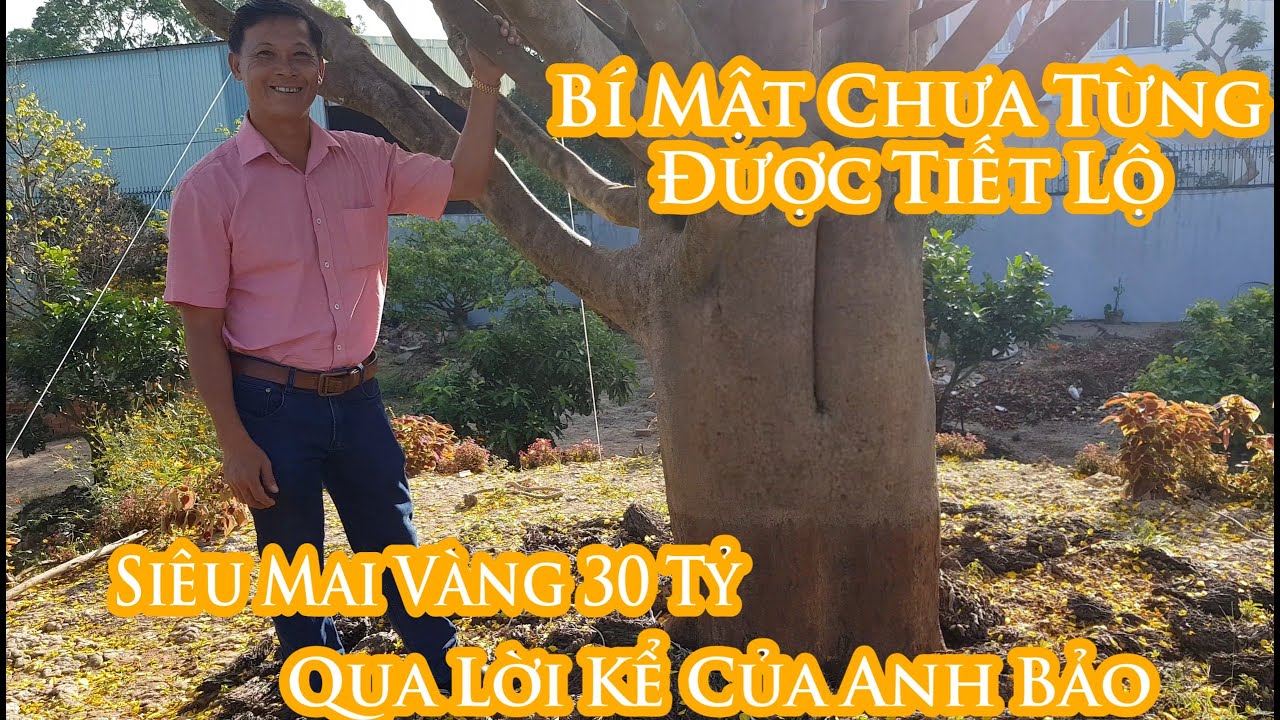 Mai Vàng Đại Thụ 30 Tỷ | Anh Bảo Kể về hành trình đem cụ mai về được tới Bến Tre
