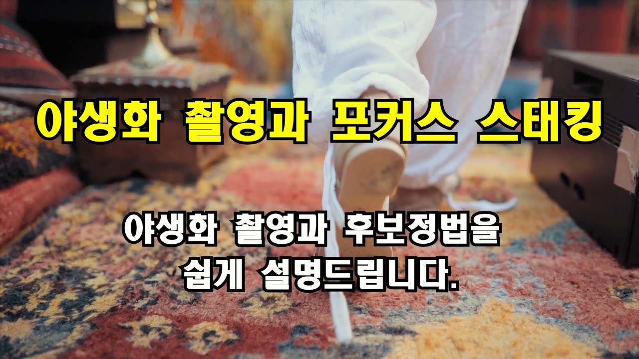 야생화 촬영과 포커스스태킹을 이용한 선명한 야생화 보정법