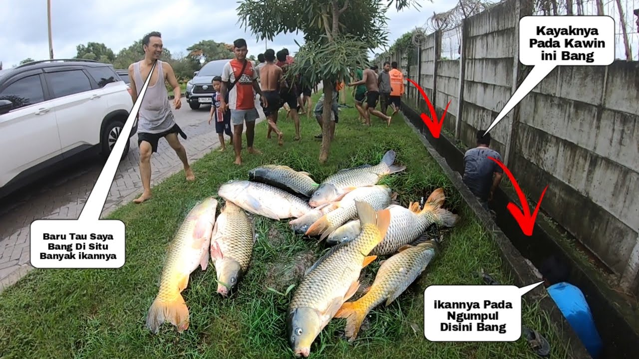 Heboh..!! Gara Gara Banjir Ribuan Warga Berebut ikan Jebolan Kolam Galatama Dengan Ukuran