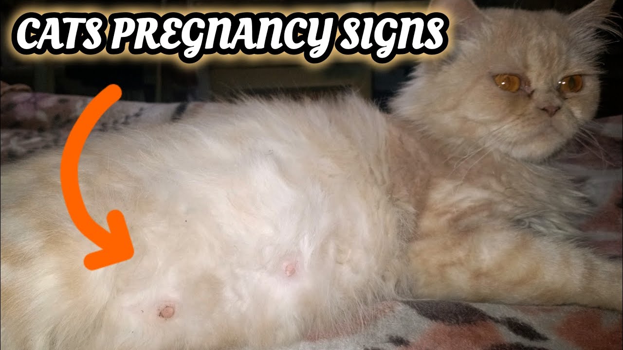 Early Signs Of Cats Pregnancy 🐱 Episode 1 @mithodarling. 
