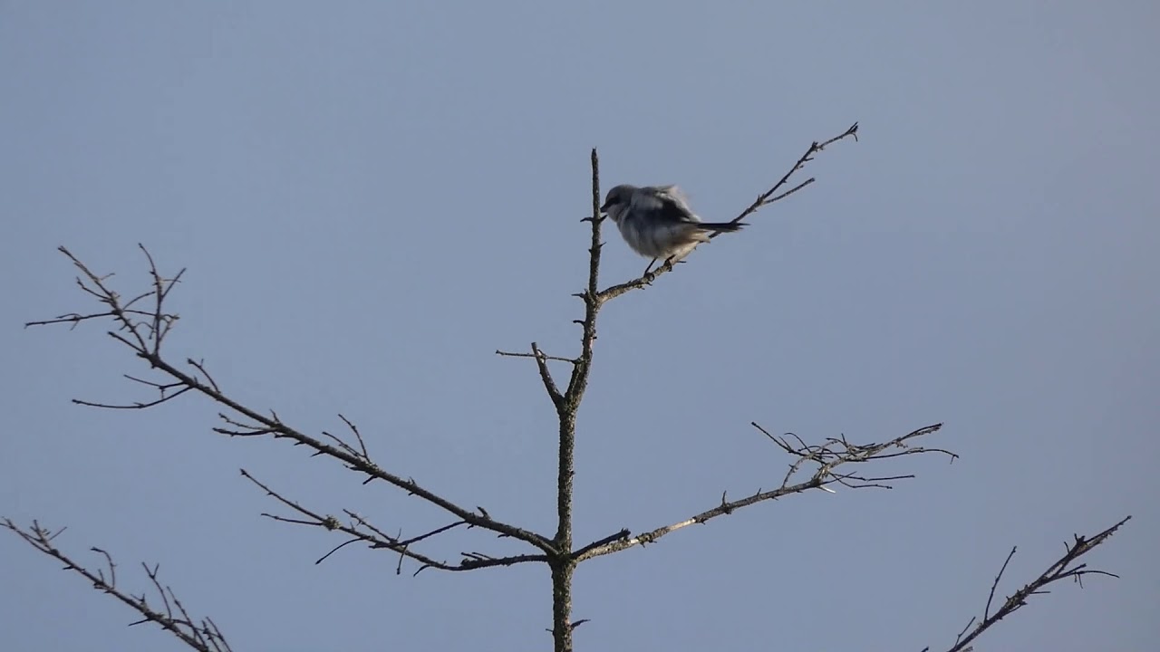 Different Kinds Of Birds In Denmark