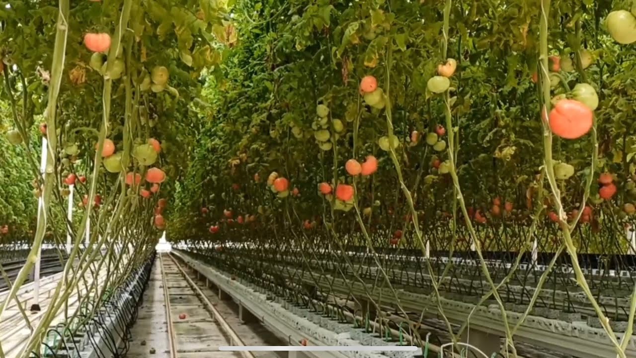 Супер теплица в Краснодарском крае
