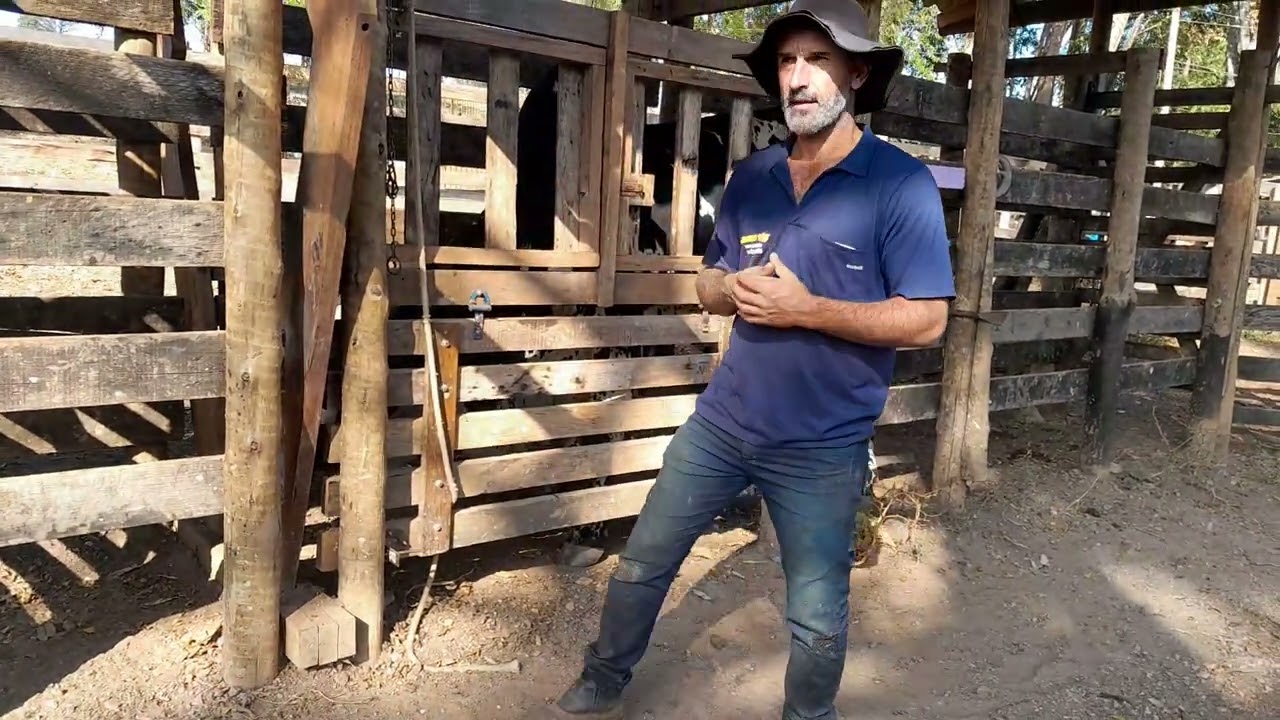 Funcionamento da nossa pescoceira artesanal. 🐄