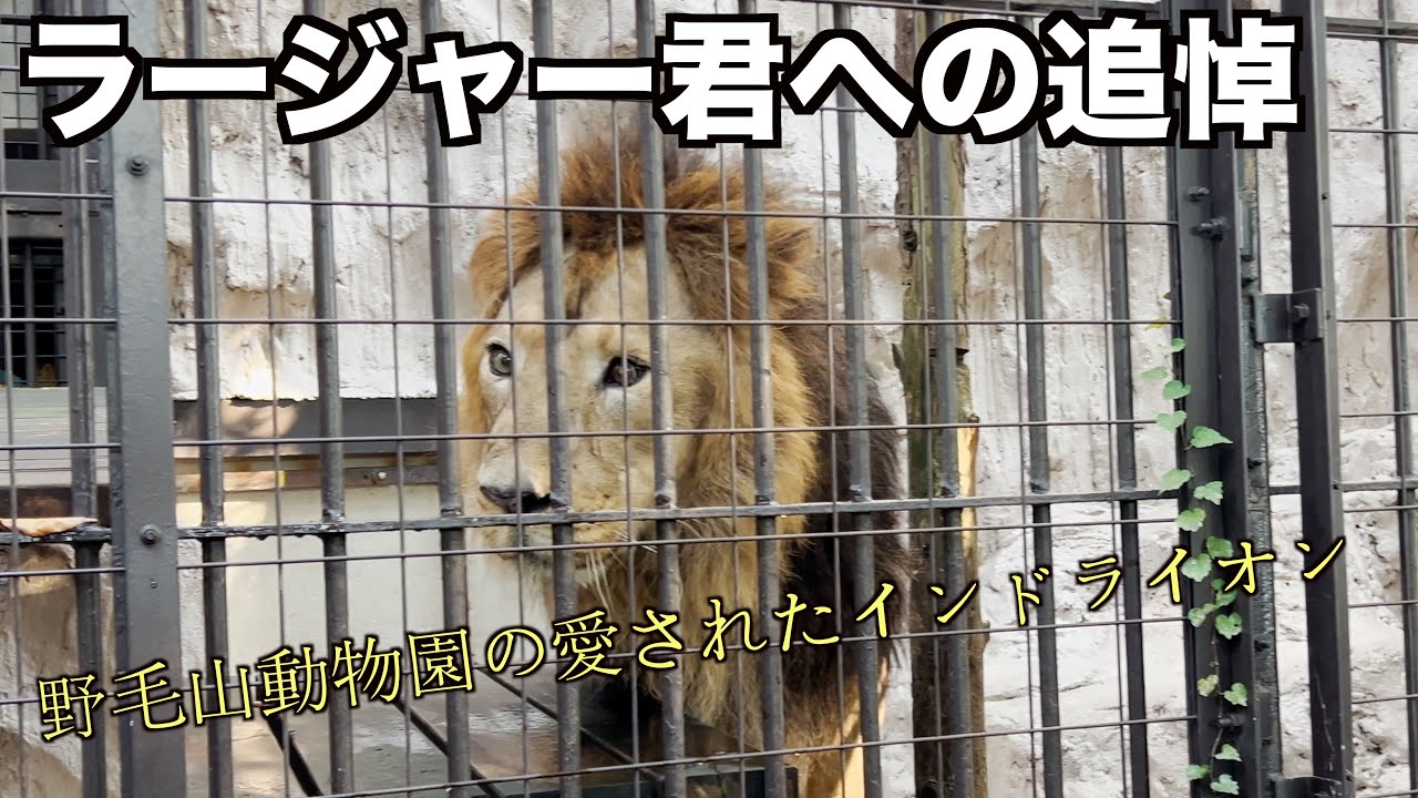 ラージャー君への追悼: 野毛山動物園の愛されたインドライオン