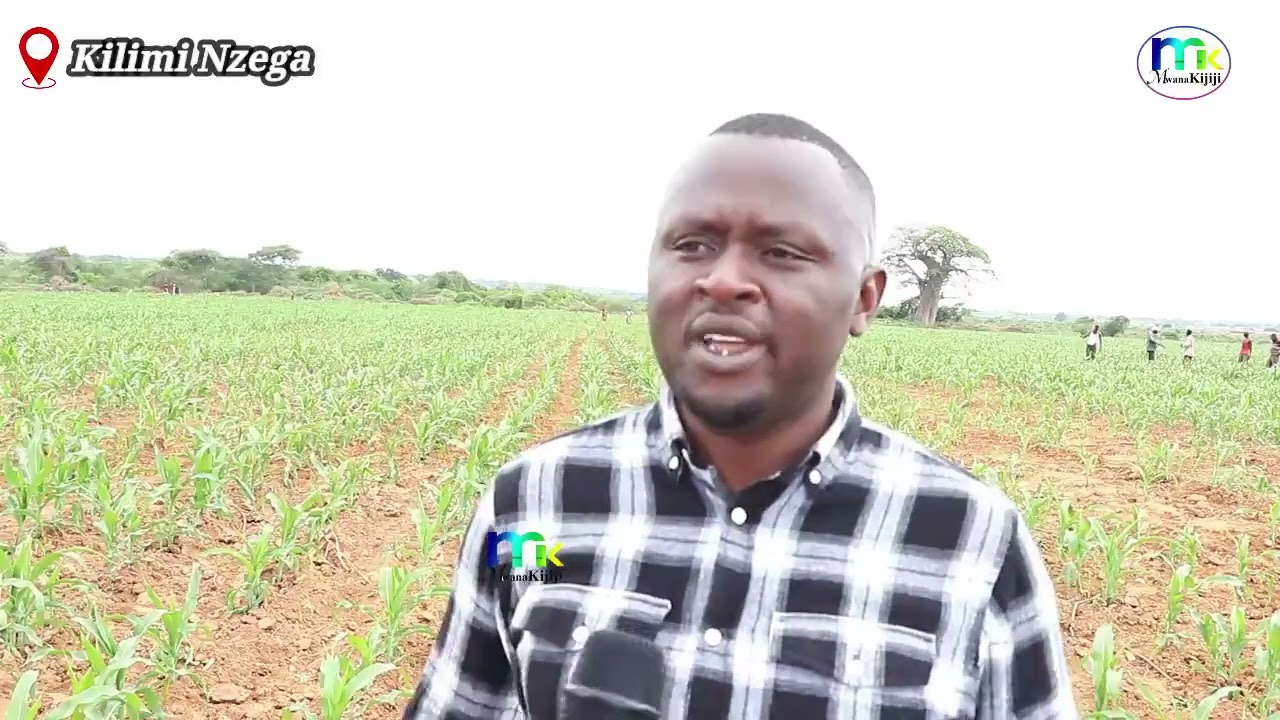 UNAZIJUA KANUNI BORA ZA KILIMO CHA MAHINDI?? HIZI HAPA ZIJUE