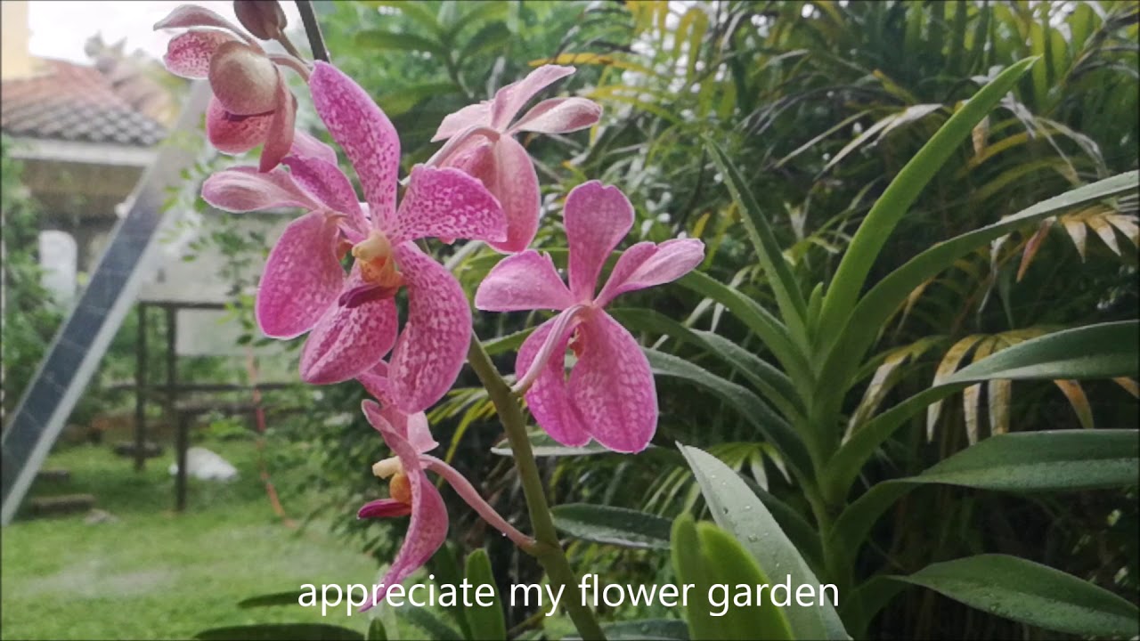 Thanks for appreciating my flower garden