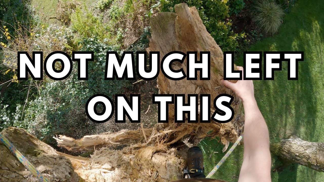 How Did This Not fall Over? Removing Rotting Tree