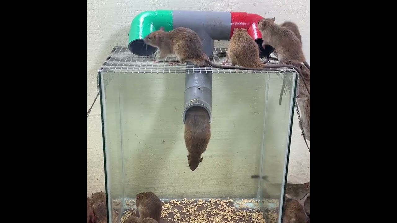 DIY mousetrap // How to trap a mouse with a plastic pipe