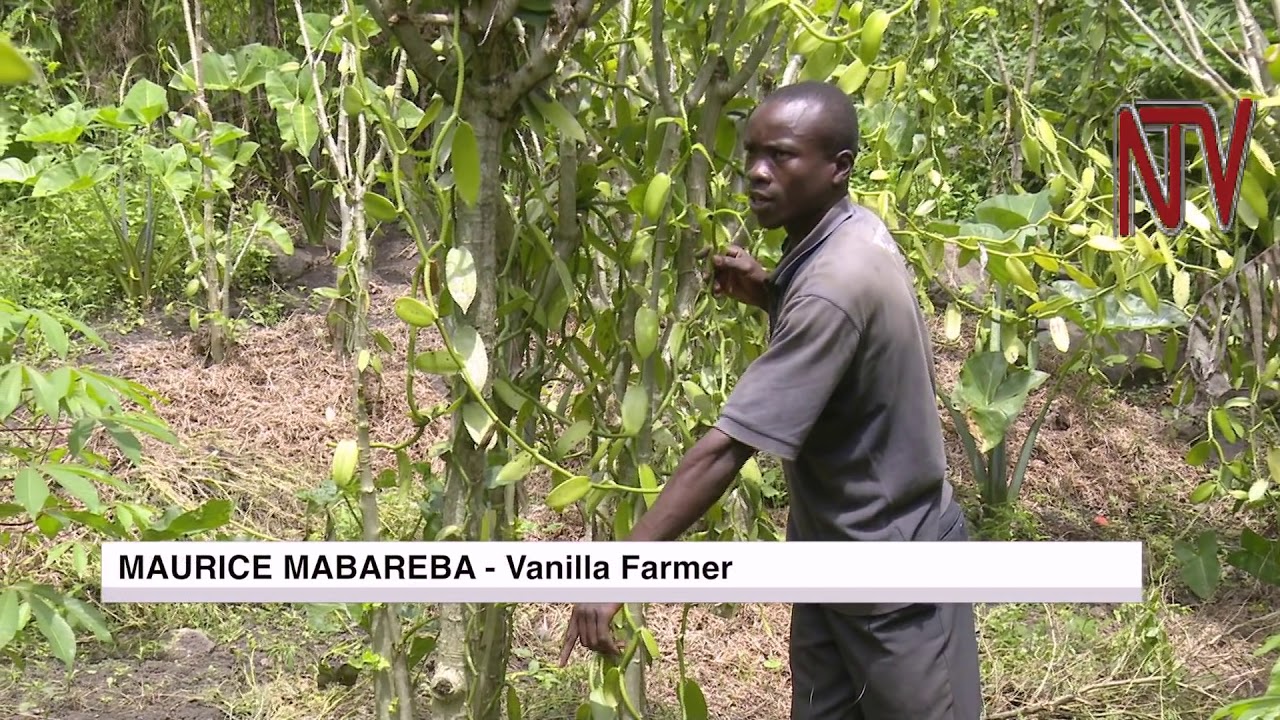 ON THE FARM: Minting gold from vanilla growing