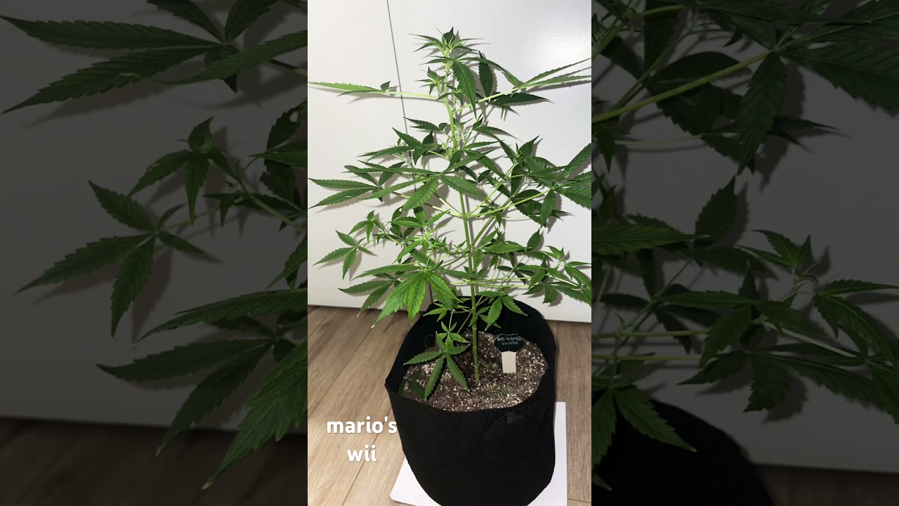 auto brooklyn sunrise dia # 54