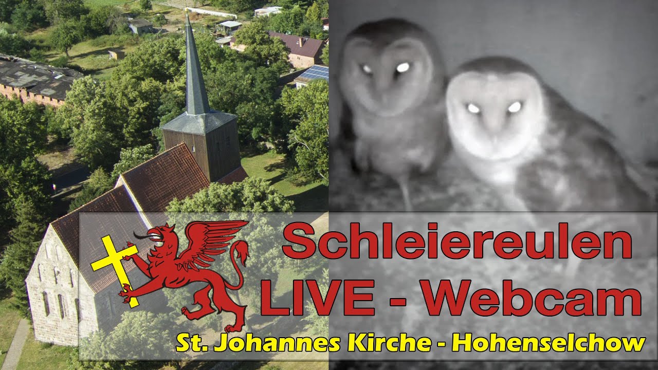 LIVE - Schleiereulen Nistkasten - Kirchturm Hohenselchow