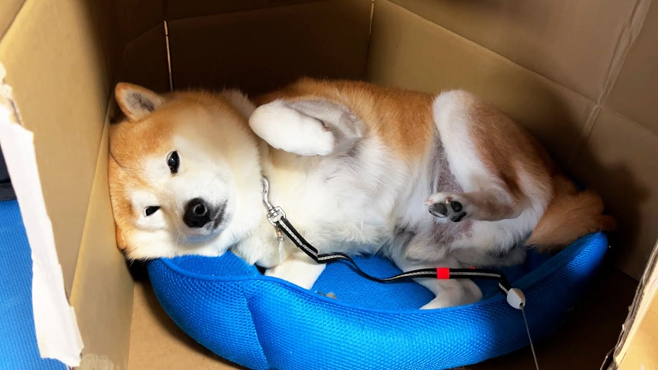 8th day after the earthquake. This is what Shibe is on the 8th day after being nervous for a week.