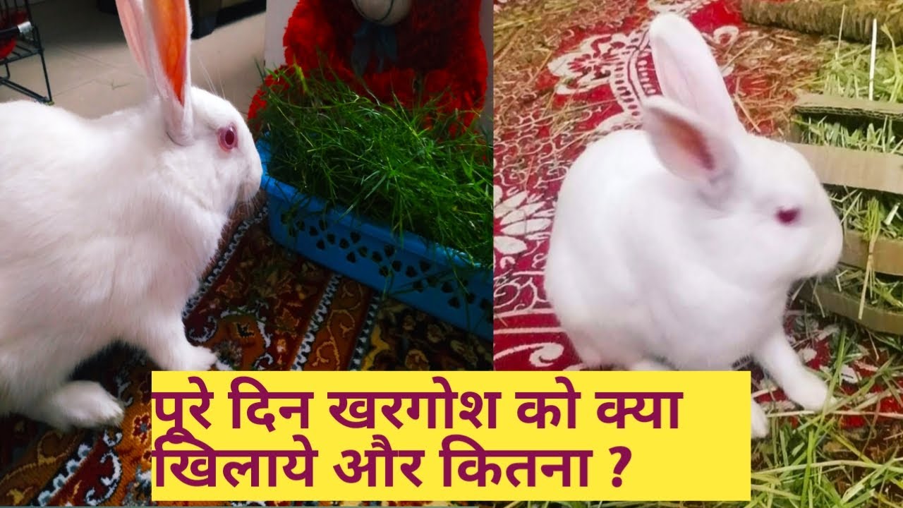 Full Day Diet For Rabbits | पूरे दिन खरगोश को क्या खिलाये और कितना ? | Diet Chart for Rabbits