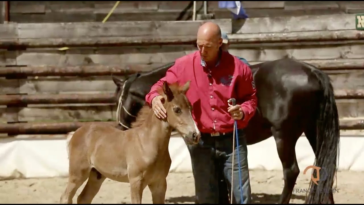 Éducation d'un poulain d'un mois et demi - Foal Handling