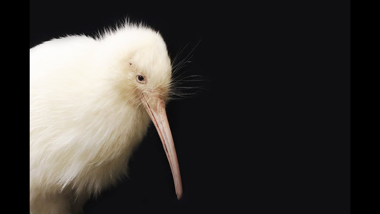Remembering Manukura - Pūkaha National Wildlife Centre - White Kiwi - Aotearoa New Zealand