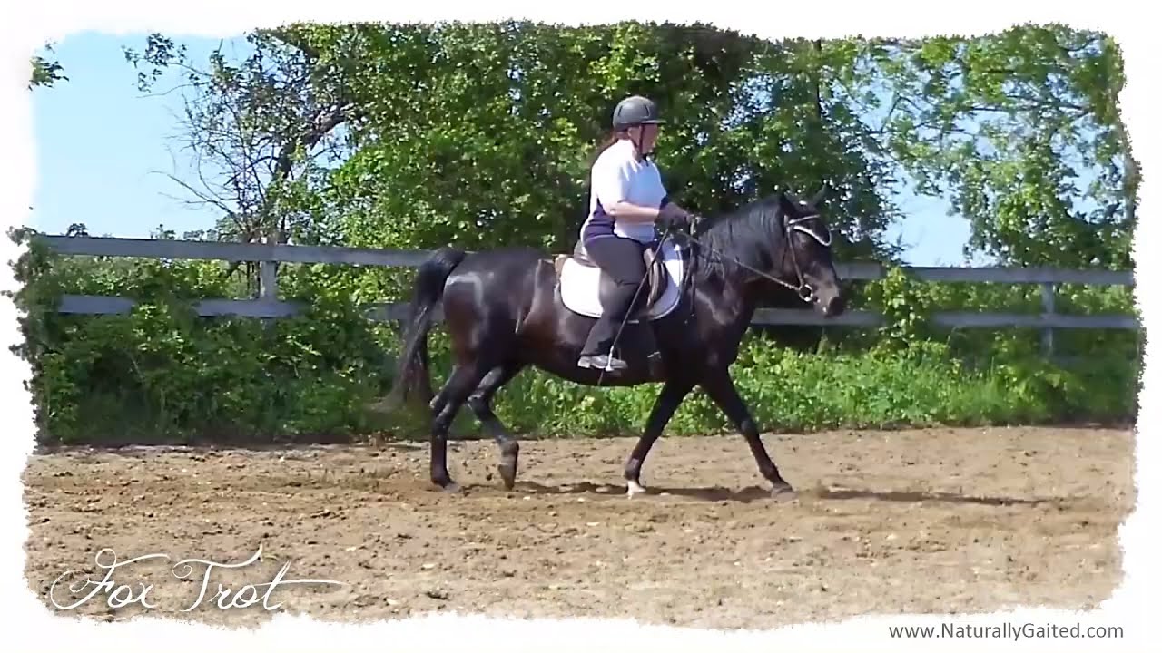 Gaited horse foxtrot regular and slow motion