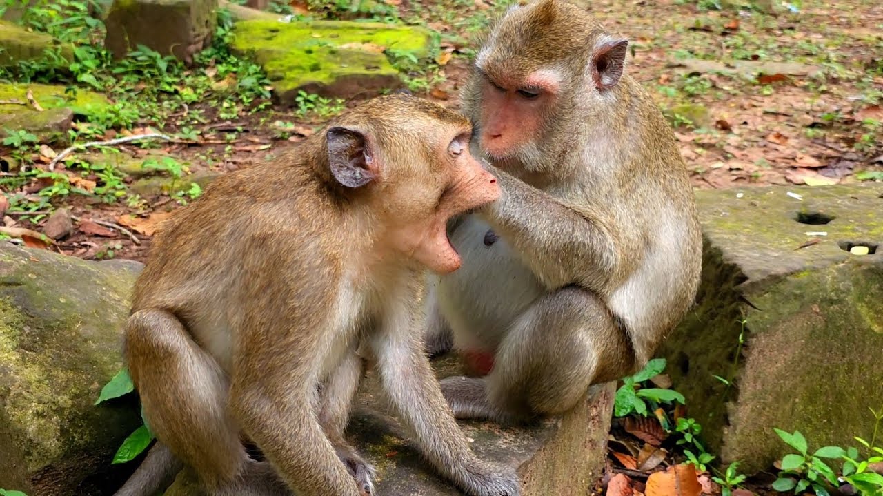 The best clip of Mommy Piper monkey give grooming her son. 