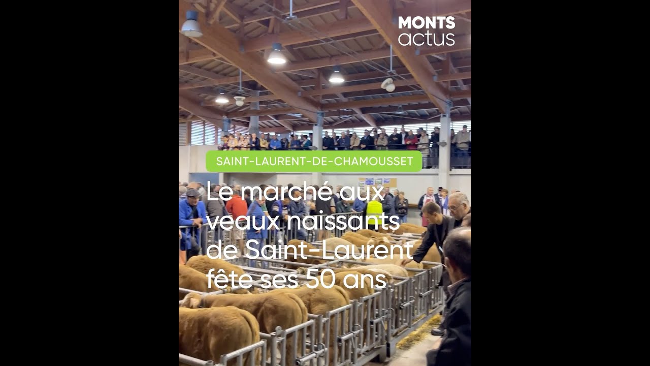 🐄 SAINT-LAURENT-DE-CHAMOUSSET - Le marché aux veaux naissants de Saint-Laurent fête ses 50 ans