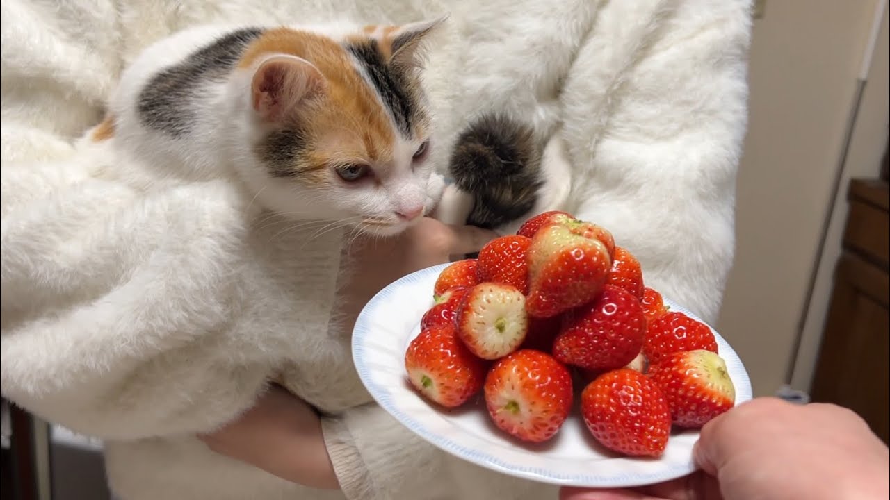 【リベンジ】いちご飴作るぞ！！！