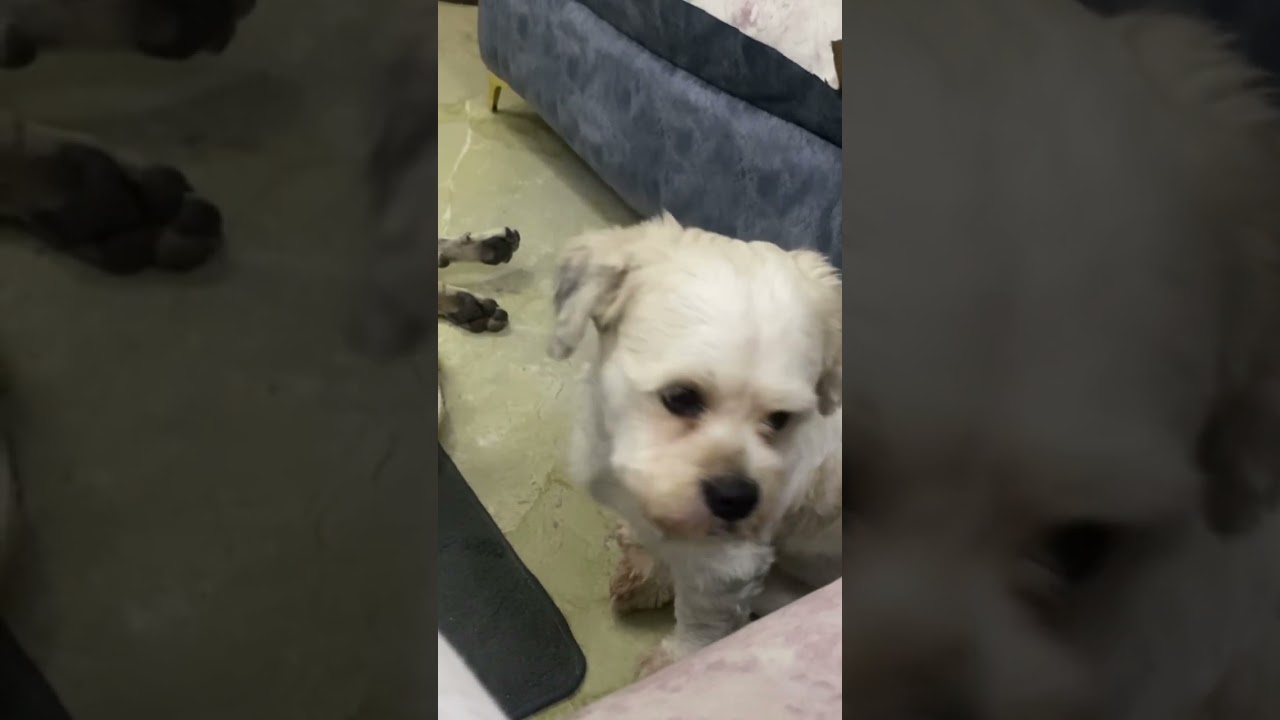 #newaudio #new #audio #dog #subscribers #subscribe #youtube #funny