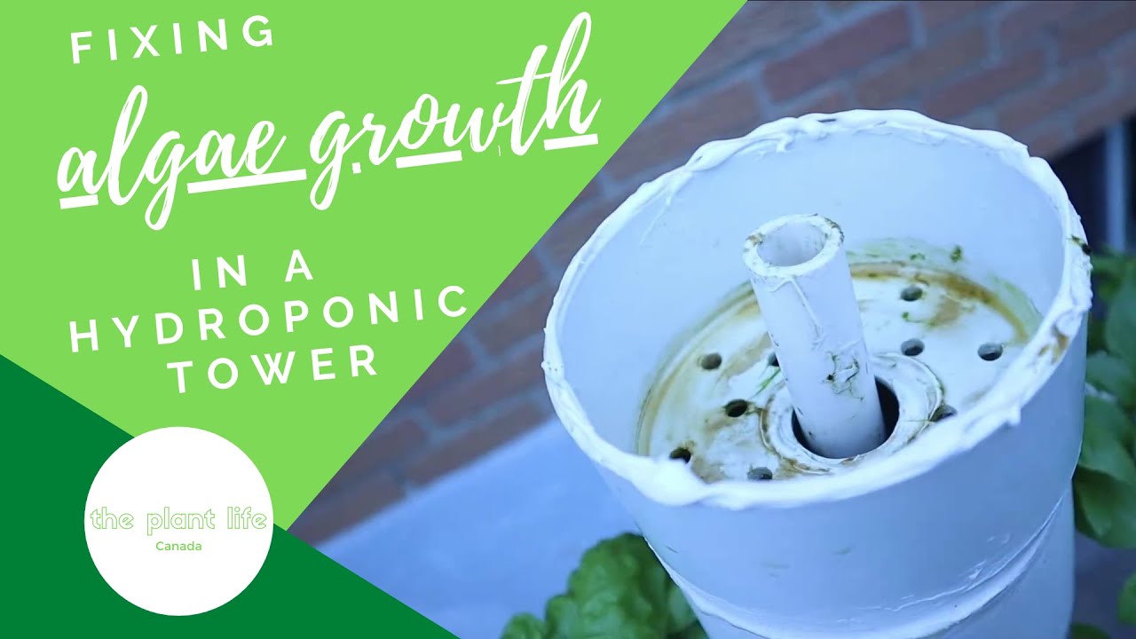 Fixing algae growth in a hydroponic tower | The Plant Life - Canada #homemadehydroponics